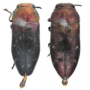 Diphucrania semiobscura, PL0631A, PL0631B, male, from Acacia pycnantha, EP